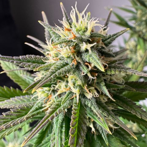 Lemon kerry Banana Purple  growlog timeline photo