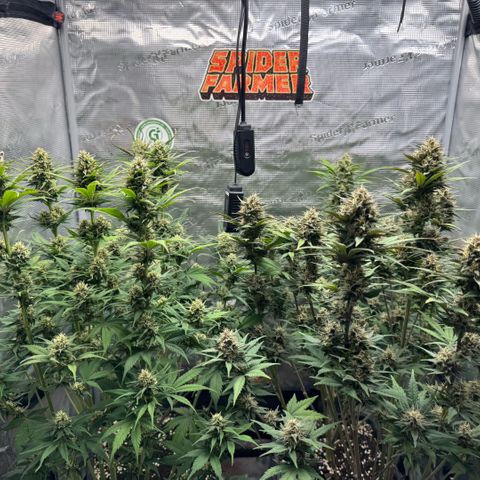 Lemon kerry Banana Purple  growlog timeline photo
