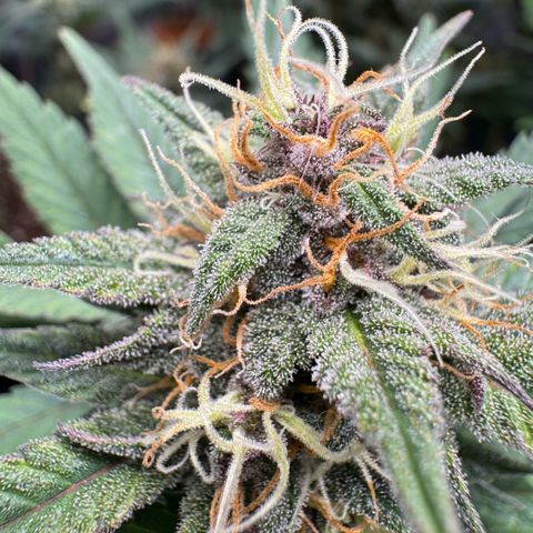 Lemon kerry Banana Purple  growlog timeline photo