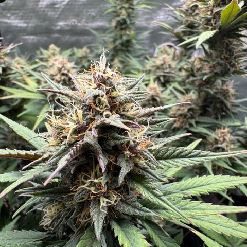 Lemon kerry Banana Purple  growlog timeline photo