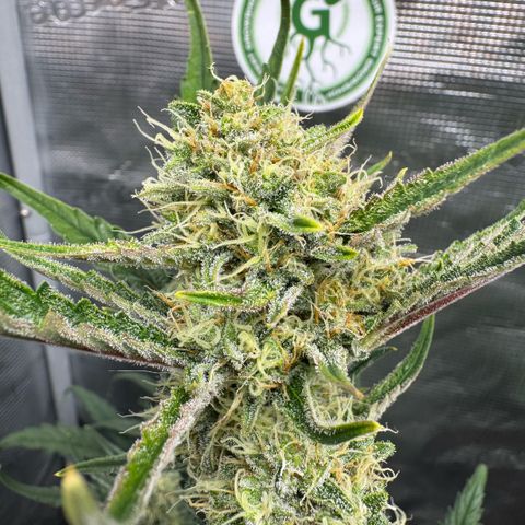 Lemon kerry Banana Purple  growlog timeline photo