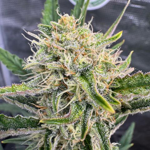 Lemon kerry Banana Purple  growlog timeline photo