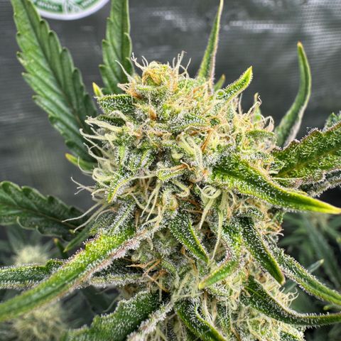 Lemon kerry Banana Purple  growlog timeline photo