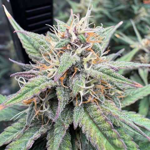 Lemon kerry Banana Purple  growlog timeline photo