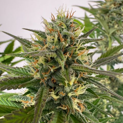 Lemon kerry Banana Purple  growlog timeline photo