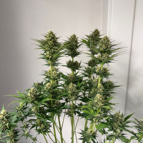 Lemon kerry Banana Purple  growlog timeline photo