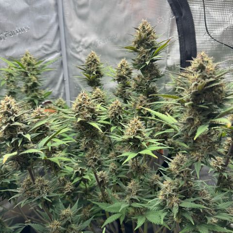 Lemon kerry Banana Purple  growlog timeline photo