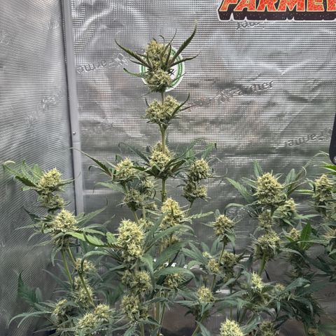 Lemon kerry Banana Purple  growlog timeline photo
