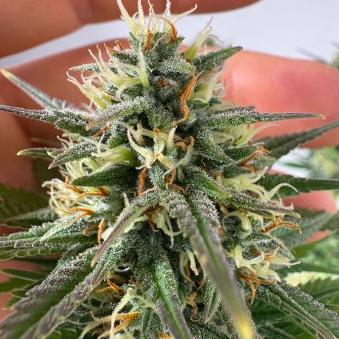 Lemon kerry Banana Purple  growlog timeline photo