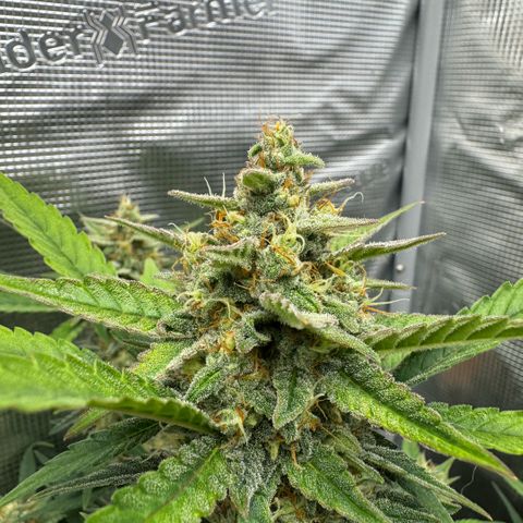 Lemon kerry Banana Purple  growlog timeline photo