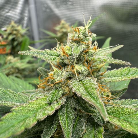 Lemon kerry Banana Purple  growlog timeline photo