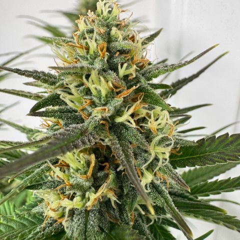 Lemon kerry Banana Purple  growlog timeline photo