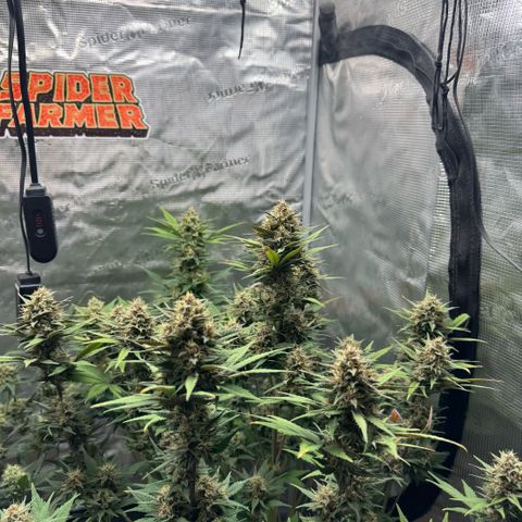 Lemon kerry Banana Purple  growlog timeline photo
