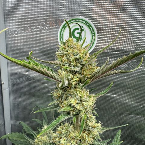 Lemon kerry Banana Purple  growlog timeline photo