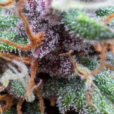 Lemon kerry Banana Purple  growlog timeline photo