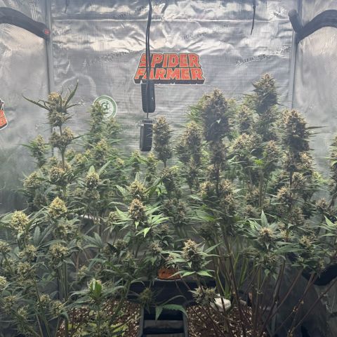 Lemon kerry Banana Purple  growlog timeline photo