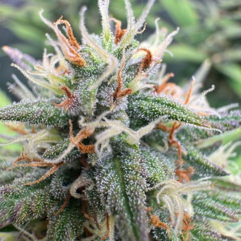 Lemon kerry Banana Purple  growlog timeline photo