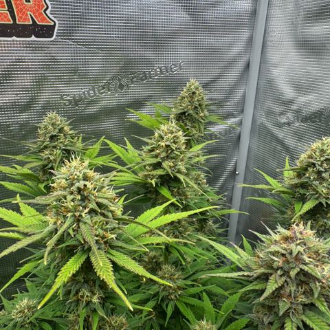 Lemon kerry Banana Purple  growlog timeline photo