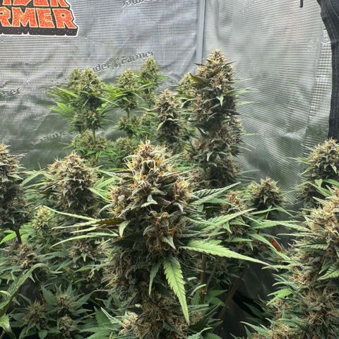 Lemon kerry Banana Purple  growlog timeline photo