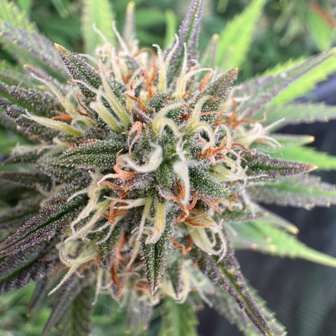 Lemon kerry Banana Purple  growlog timeline photo