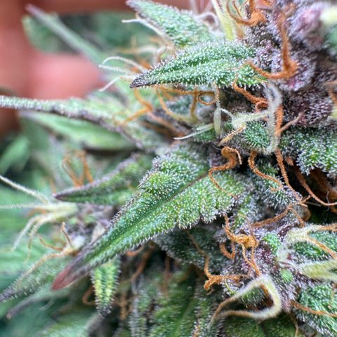 Lemon kerry Banana Purple  growlog timeline photo