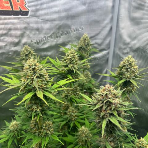 Lemon kerry Banana Purple  growlog timeline photo