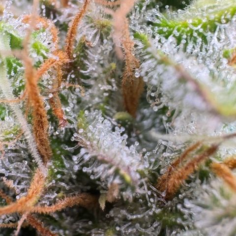 Lemon kerry Banana Purple  growlog timeline photo