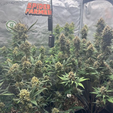 Lemon kerry Banana Purple  growlog timeline photo