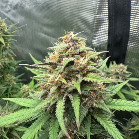 Lemon kerry Banana Purple  growlog timeline photo