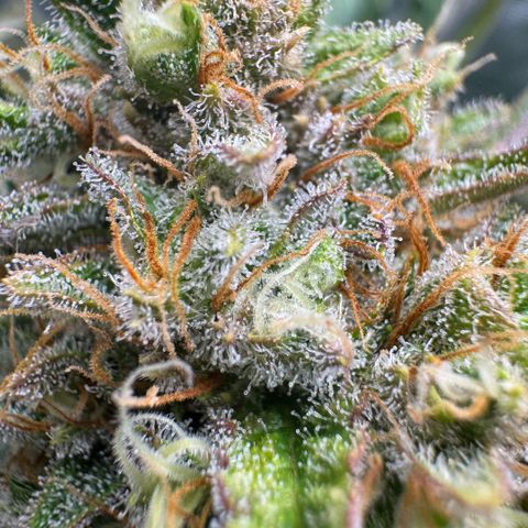 Lemon kerry Banana Purple  growlog timeline photo