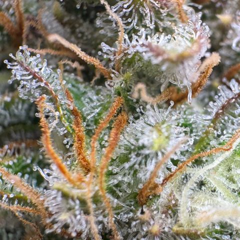 Lemon kerry Banana Purple  growlog timeline photo