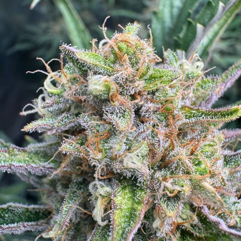 Lemon kerry Banana Purple  growlog timeline photo