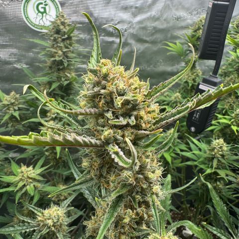 Lemon kerry Banana Purple  growlog timeline photo