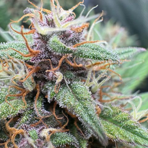 Lemon kerry Banana Purple  growlog timeline photo