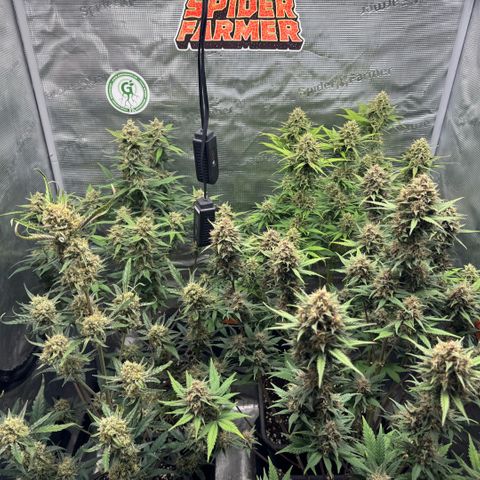 Lemon kerry Banana Purple  growlog timeline photo