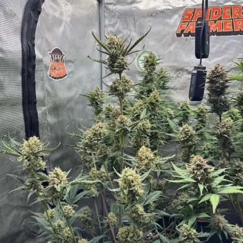 Lemon kerry Banana Purple  growlog timeline photo