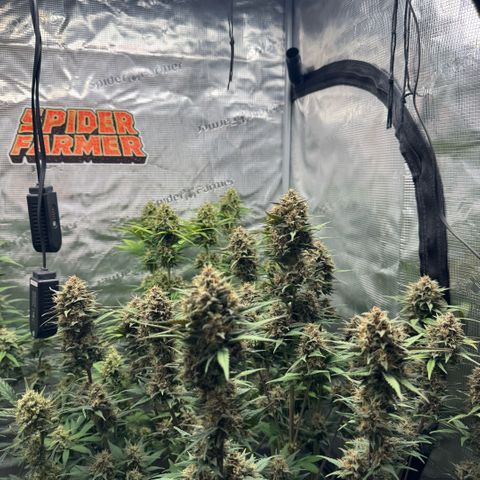 Lemon kerry Banana Purple  growlog timeline photo