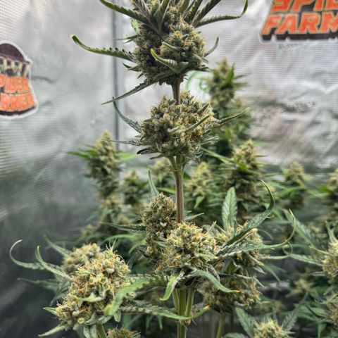 Lemon kerry Banana Purple  growlog timeline photo