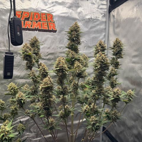 Lemon kerry Banana Purple  growlog timeline photo