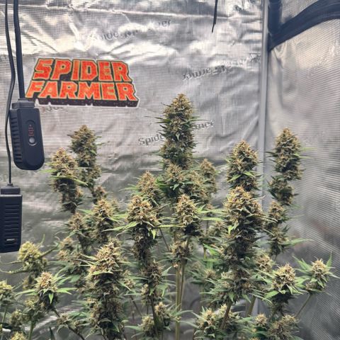 Lemon kerry Banana Purple  growlog timeline photo
