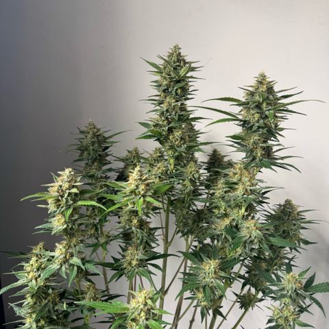 Lemon kerry Banana Purple  growlog timeline photo