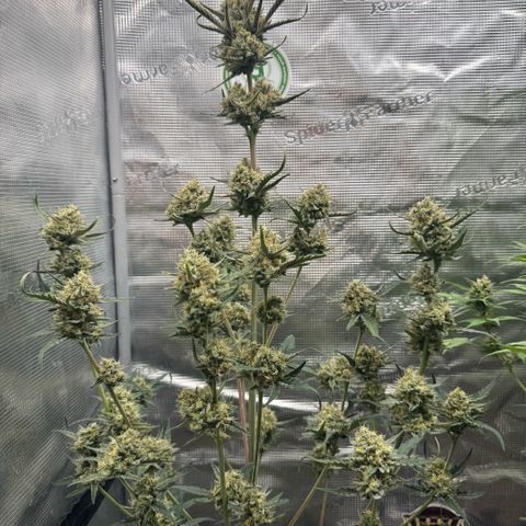 Lemon kerry Banana Purple  growlog timeline photo