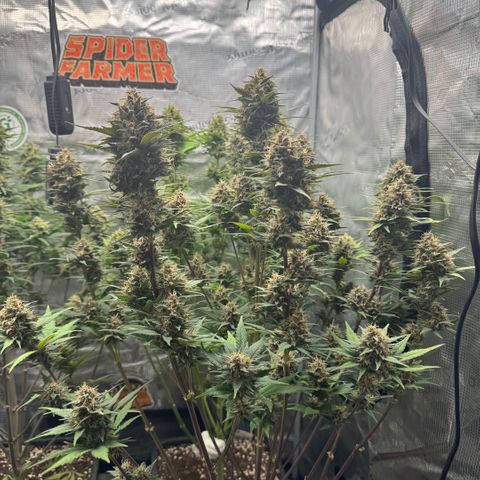 Lemon kerry Banana Purple  growlog timeline photo