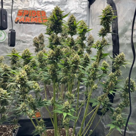 Lemon kerry Banana Purple  growlog timeline photo