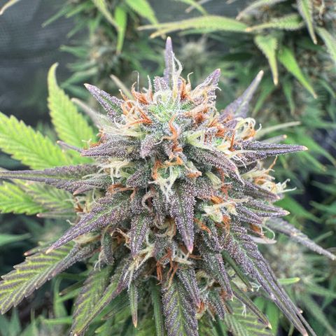 Lemon kerry Banana Purple  growlog timeline photo