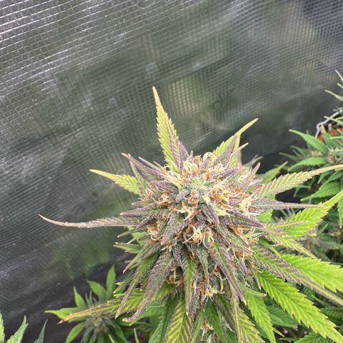 Lemon kerry Banana Purple  growlog timeline photo