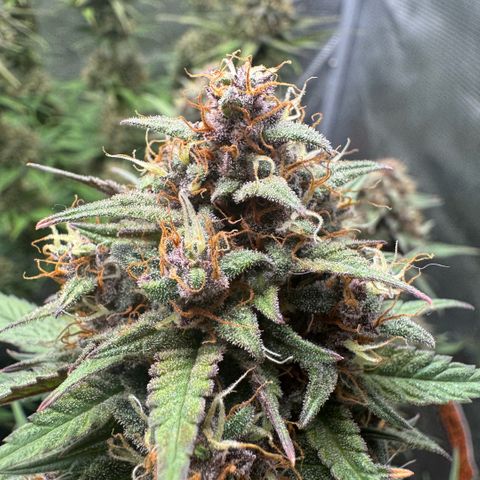 Lemon kerry Banana Purple  growlog timeline photo