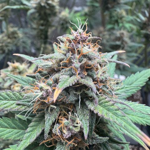 Lemon kerry Banana Purple  growlog timeline photo