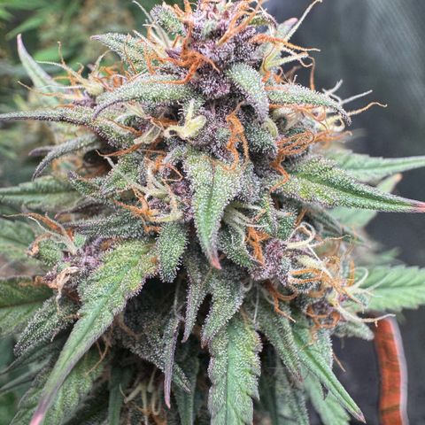 Lemon kerry Banana Purple  growlog timeline photo
