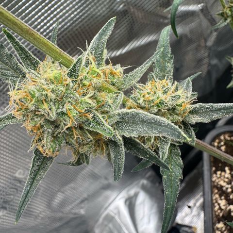 Lemon kerry Banana Purple  growlog timeline photo